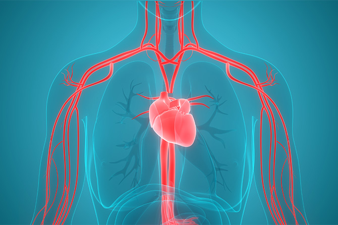 Circulatory & Cardiovascular Health